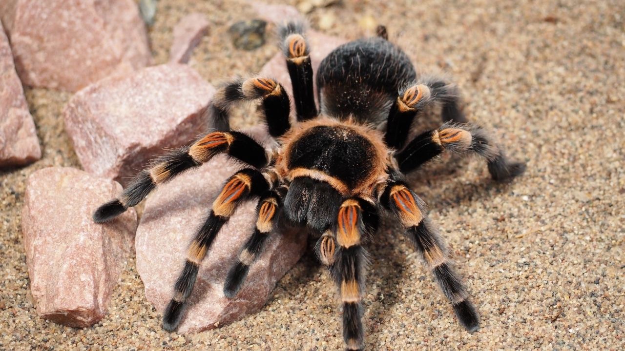 Camel Spider Bite_ Debunking Myths and Understanding the Reality