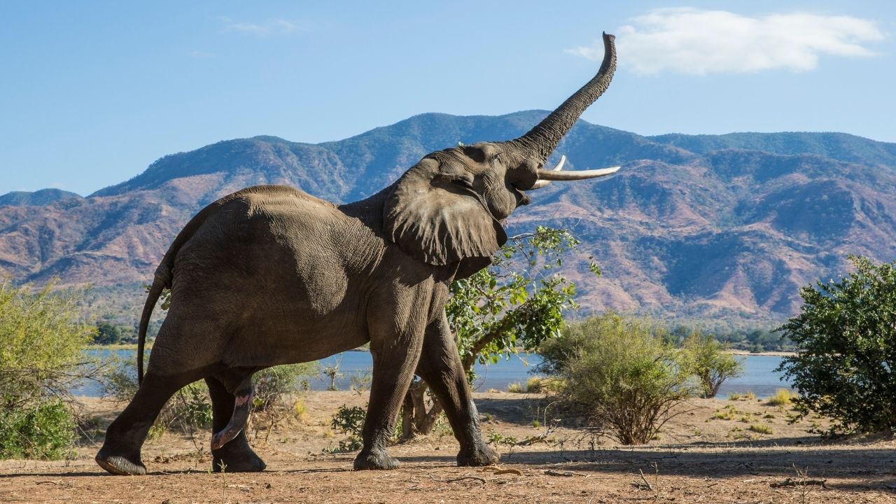 Elephant Gestation Period: Delving into the Fascinating Journey of Elephant Reproduction